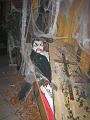 Halloween (66)